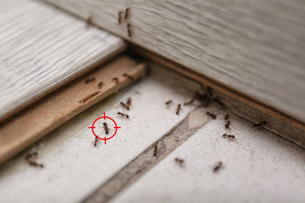 Best Pest Control Near Me in Tornillo, TX