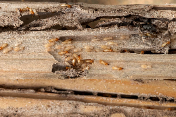 Best Emergency Pest Control  in Tornillo, TX