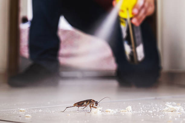 Best Flea Control Services  in Tornillo, TX